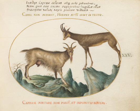 Animalia Qvadrvpedia et Reptilia (Terra): Plate XXV by Joris Hoefnagel (Flemish, 1542 - 1600), 16X12"(A3)Poster Print