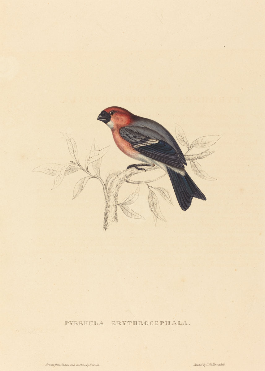 Pyrrhula Erythrocephala (Redheaded Bullfinch) by Elizabeth Gould (British, 1804 - 1841), 16X12"(A3)Poster Print
