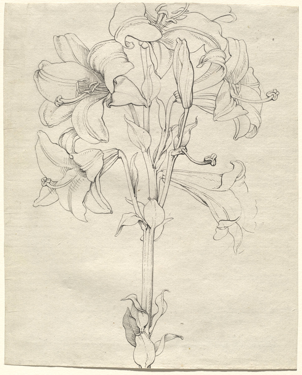 A Stalk of Lilies with Six Blooms by Philipp Otto Runge (German, 1777 - 1810), 16X12"(A3)Poster Print