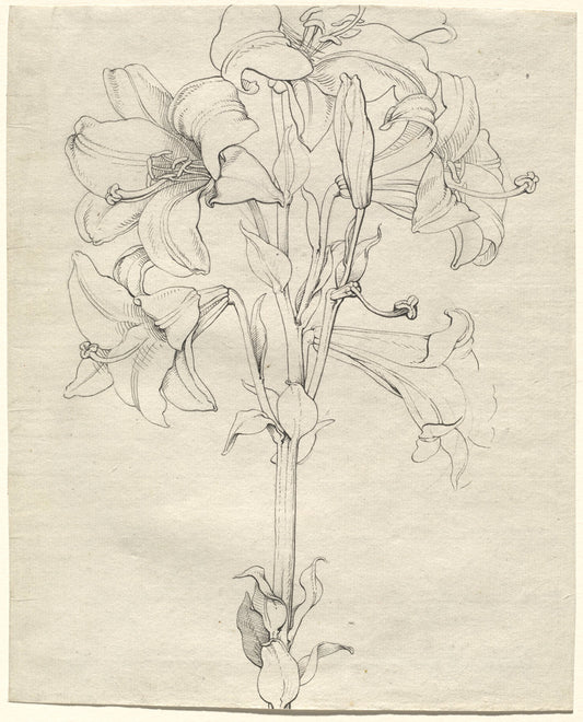 A Stalk of Lilies with Six Blooms by Philipp Otto Runge (German, 1777 - 1810), 16X12"(A3)Poster Print