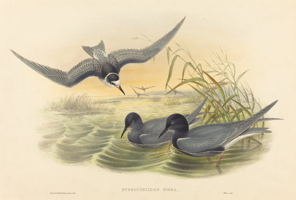 Hydrochelidon nigra by John Gould and H.C. Richter (British, 1804 - 1881), 16X12"(A3)Poster Print