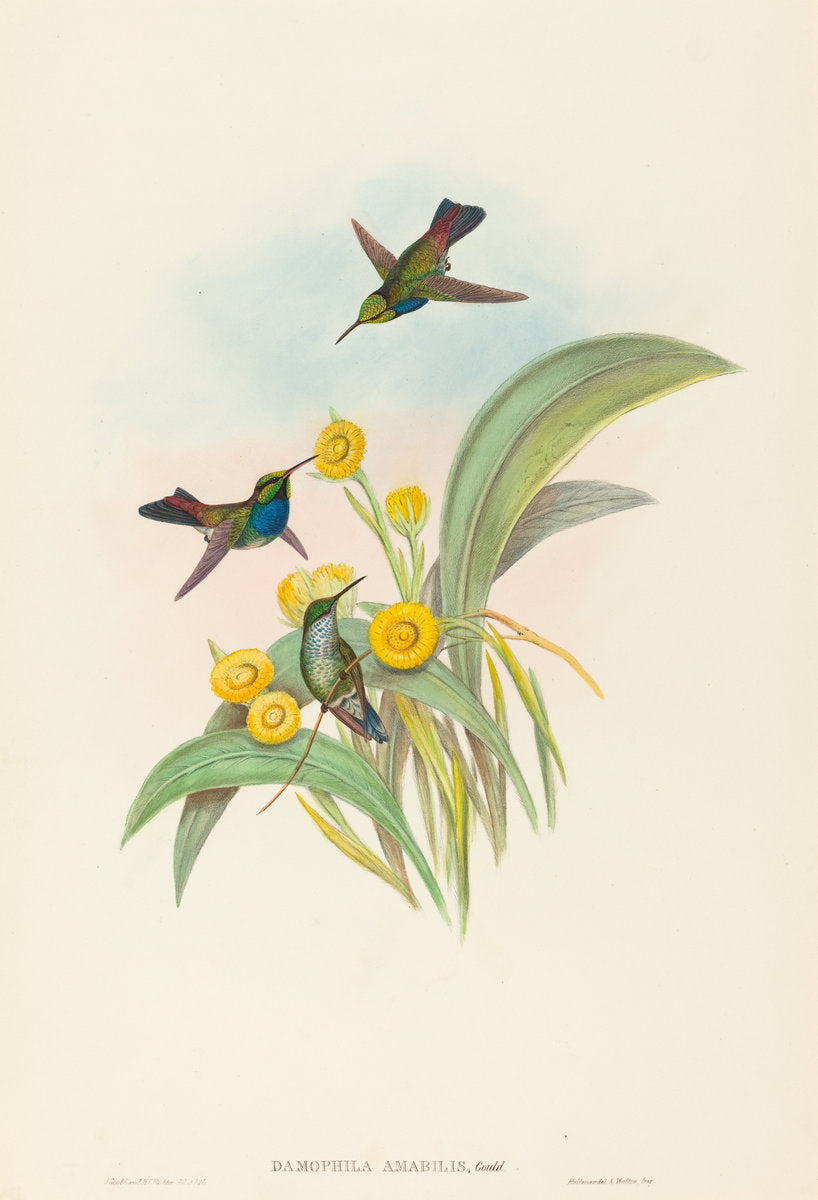 Damophila amabilis (Blue-breasted Hummingbird) by John Gould and H.C. Richter (British, 1804 - 1881), 16X12"(A3)Poster Print