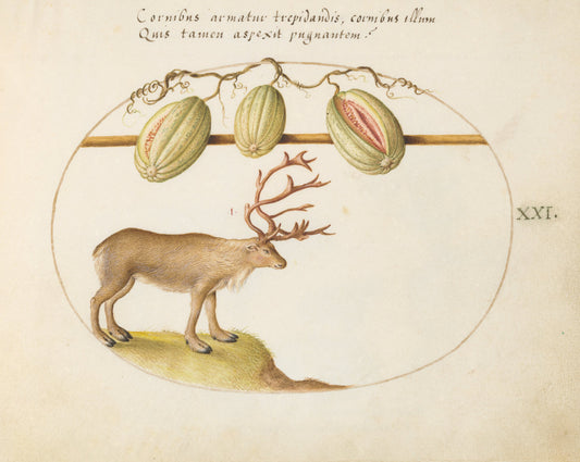 Animalia Qvadrvpedia et Reptilia (Terra): Plate XXI by Joris Hoefnagel (Flemish, 1542 - 1600), 16X12"(A3)Poster Print