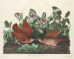 Key-west Dove by Robert Havell after John James Audubon (American, 1793 - 1878), 16X12"(A3)Poster Print