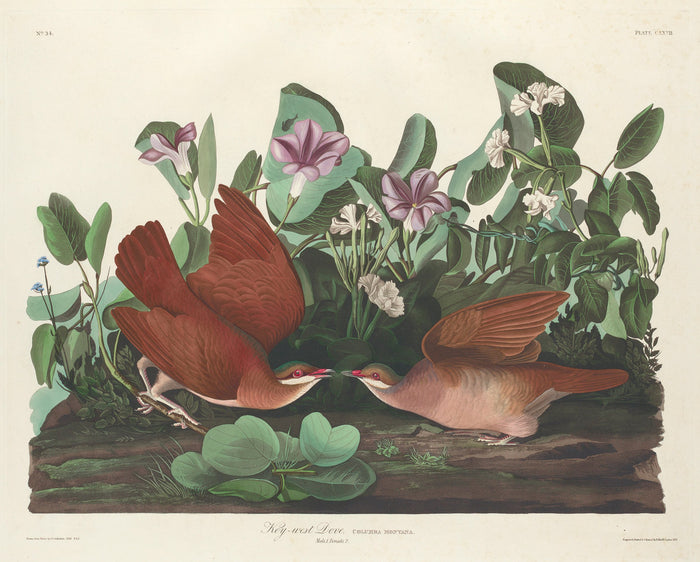 Key-west Dove by Robert Havell after John James Audubon (American, 1793 - 1878), 16X12