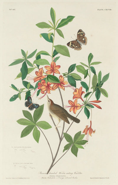 Brown-headed Worm-eating Warbler by Robert Havell after John James Audubon (American, 1793 - 1878), 16X12"(A3)Poster Print