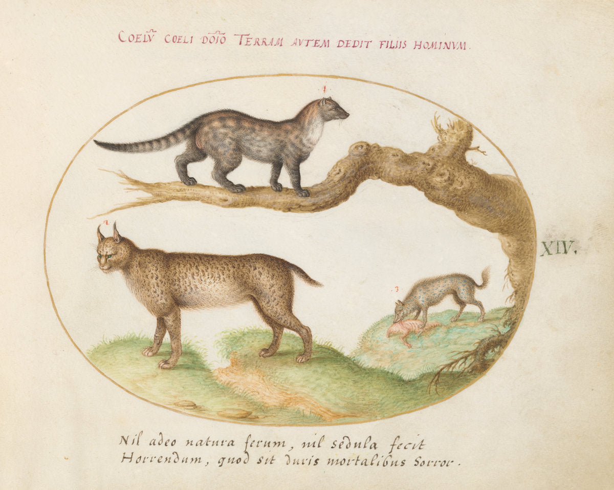 Animalia Qvadrvpedia et Reptilia (Terra): Plate XIV by Joris Hoefnagel (Flemish, 1542 - 1600), 16X12"(A3)Poster Print
