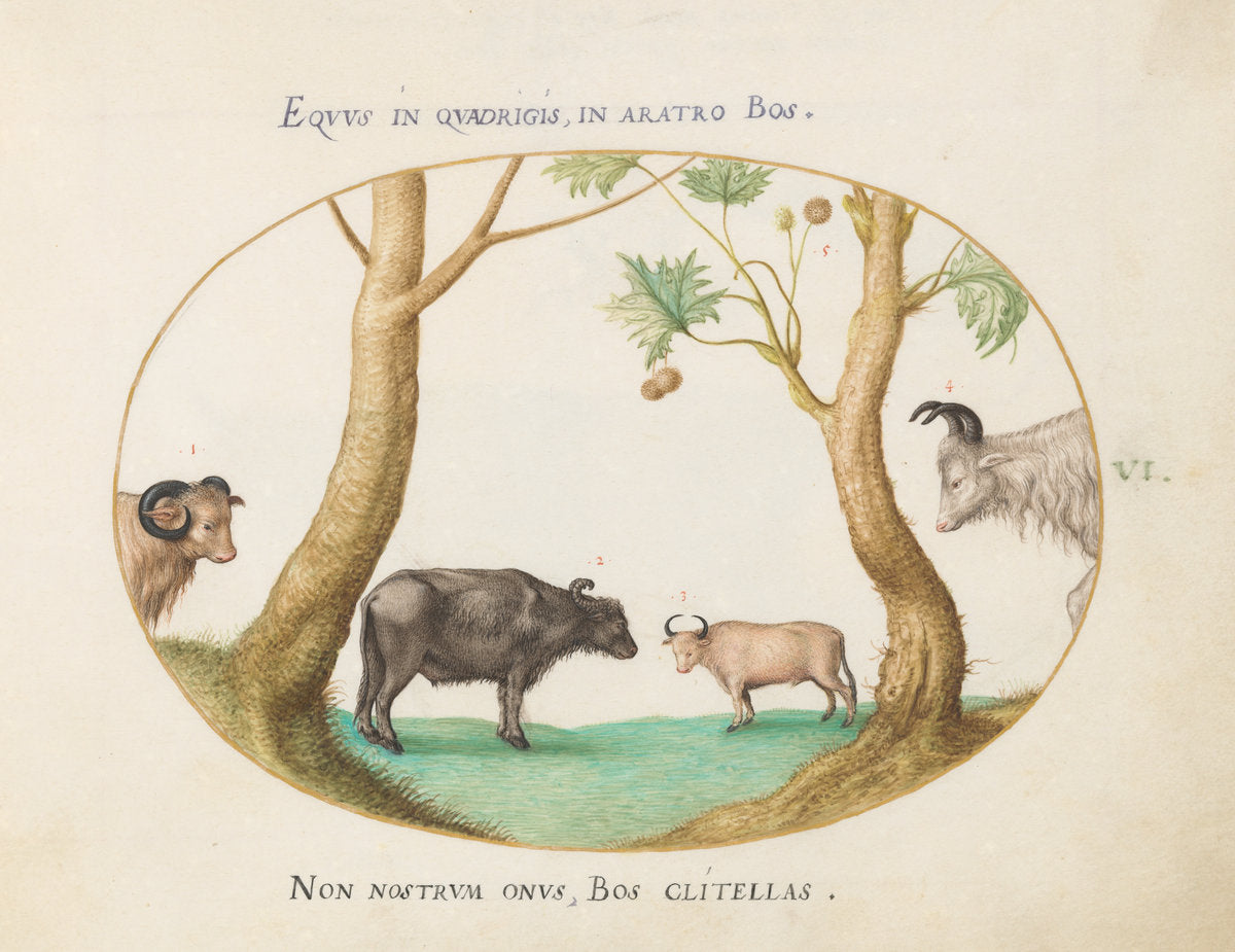 Animalia Qvadrvpedia et Reptilia (Terra): Plate VI by Joris Hoefnagel (Flemish, 1542 - 1600), 16X12"(A3)Poster Print