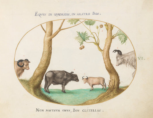 Animalia Qvadrvpedia et Reptilia (Terra): Plate VI by Joris Hoefnagel (Flemish, 1542 - 1600), 16X12"(A3)Poster Print
