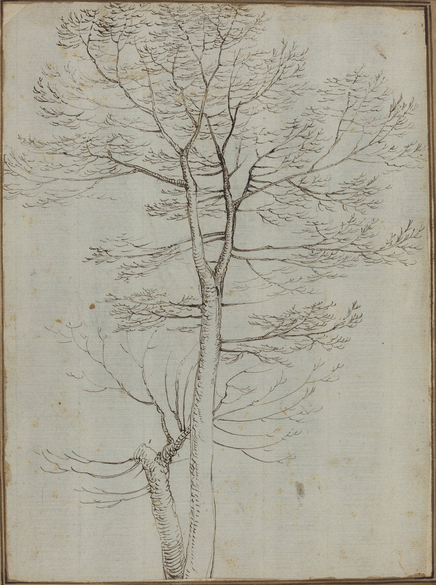 Bare Tree [verso] by Fra Bartolommeo (Florentine, 1472 - 1517), 16X12"(A3)Poster Print
