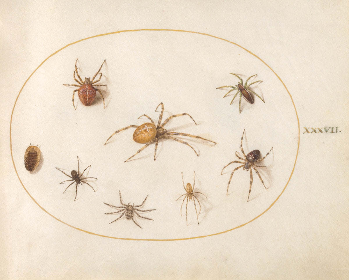 Animalia Rationalia et Insecta (Ignis):  Plate XXXVII by Joris Hoefnagel (Flemish, 1542 - 1600), 16X12"(A3)Poster Print