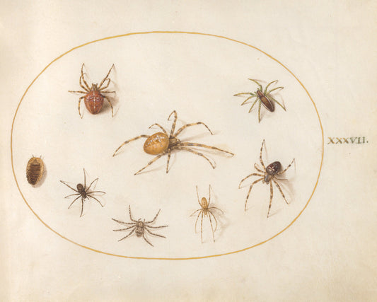 Animalia Rationalia et Insecta (Ignis):  Plate XXXVII by Joris Hoefnagel (Flemish, 1542 - 1600), 16X12"(A3)Poster Print