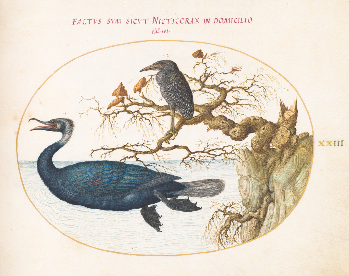 Animalia Volatilia et Amphibia (Aier): Plate XXIII by Joris Hoefnagel (Flemish, 1542 - 1600), 16X12"(A3)Poster Print