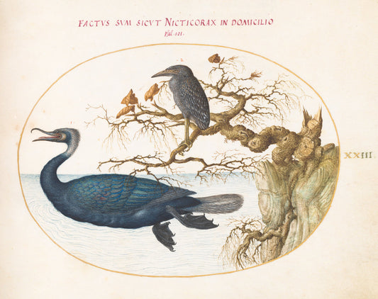 Animalia Volatilia et Amphibia (Aier): Plate XXIII by Joris Hoefnagel (Flemish, 1542 - 1600), 16X12"(A3)Poster Print