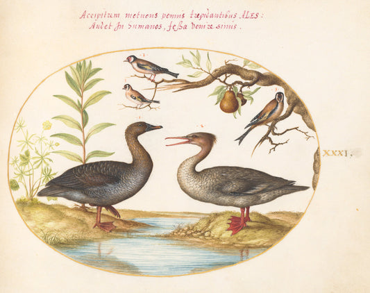 Animalia Volatilia et Amphibia (Aier): Plate XXXI by Joris Hoefnagel (Flemish, 1542 - 1600), 16X12"(A3)Poster Print