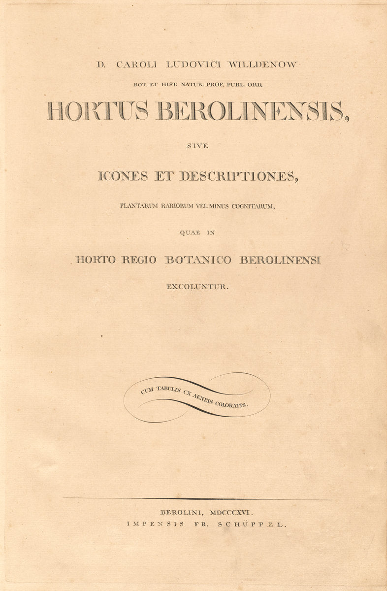 Hortus Berolinensis by Karl Ludwig Willdenow (author), Friedrich Guimpel (artist and engraver), with assistance from engravers P. Haas and L. Schmidt (German, 1765 - 1812), 16X12"(A3)Poster Print