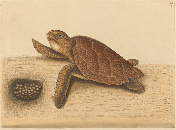 The Hawks-bill Turtle (Testudo caretta) by Mark Catesby (English, 1679 - 1749), 16X12"(A3)Poster Print