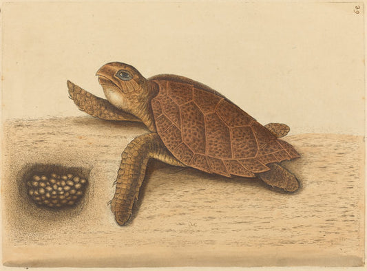 The Hawks-bill Turtle (Testudo caretta) by Mark Catesby (English, 1679 - 1749), 16X12"(A3)Poster Print