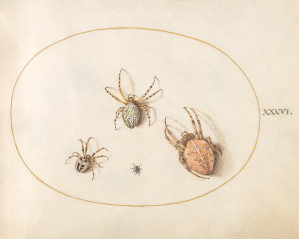 Animalia Rationalia et Insecta (Ignis):  Plate XXXVI by Joris Hoefnagel (Flemish, 1542 - 1600), 16X12"(A3)Poster Print