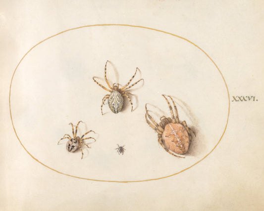 Animalia Rationalia et Insecta (Ignis):  Plate XXXVI by Joris Hoefnagel (Flemish, 1542 - 1600), 16X12"(A3)Poster Print