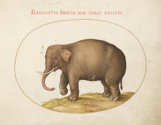 Animalia Qvadrvpedia et Reptilia (Terra): Plate I by Joris Hoefnagel (Flemish, 1542 - 1600), 16X12"(A3)Poster Print