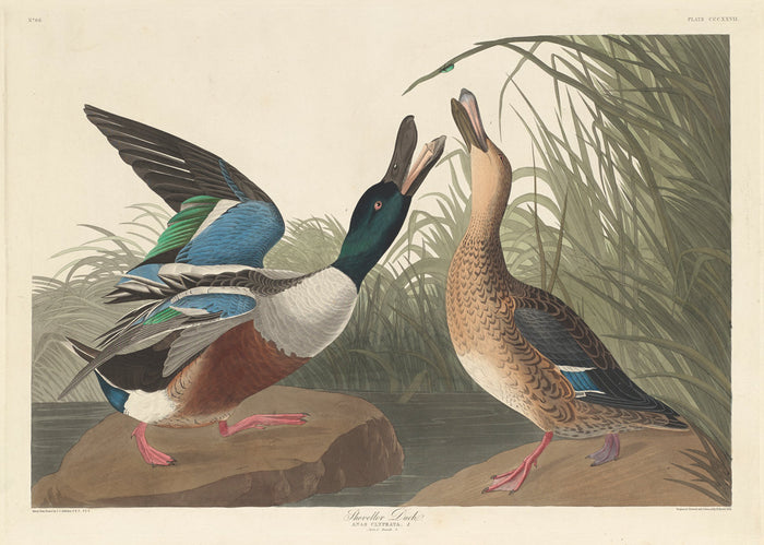 Shoveller Duck by Robert Havell after John James Audubon (American, born England, 1793 - 1878), 16X12