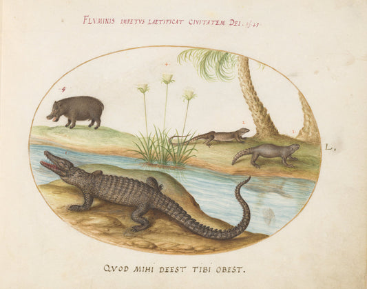 Animalia Qvadrvpedia et Reptilia (Terra): Plate L by Joris Hoefnagel (Flemish, 1542 - 1600), 16X12"(A3)Poster Print