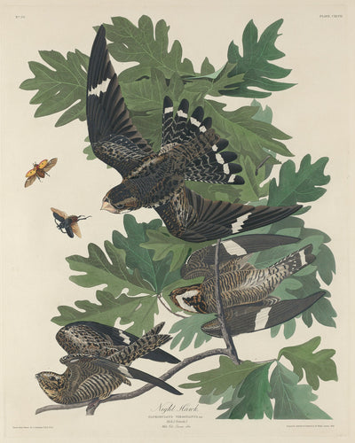 Night Hawk by Robert Havell after John James Audubon (American, 1793 - 1878), 16X12"(A3)Poster Print