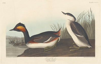 Eared Grebe by Robert Havell after John James Audubon (American, 1793 - 1878), 16X12"(A3)Poster Print