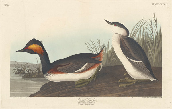 Eared Grebe by Robert Havell after John James Audubon (American, 1793 - 1878), 16X12