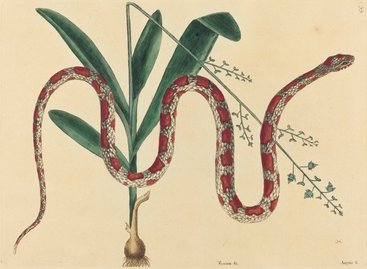 The Corn Snake (Coluber fulvius?) by Mark Catesby (English, 1679 - 1749), 16X12"(A3)Poster Print