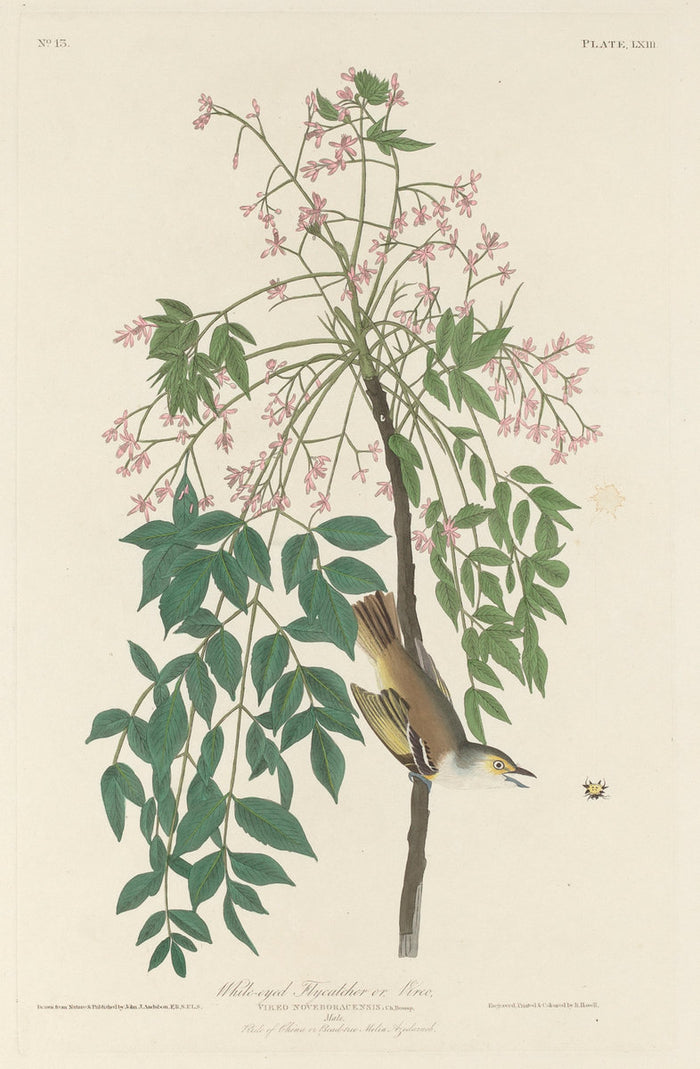 White-eyed Fly Catcher by Robert Havell after John James Audubon (American, 1793 - 1878), 16X12