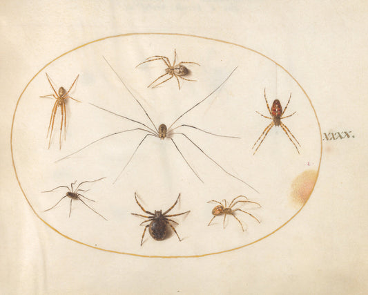 Animalia Rationalia et Insecta (Ignis):  Plate XL by Joris Hoefnagel (Flemish, 1542 - 1600), 16X12"(A3)Poster Print
