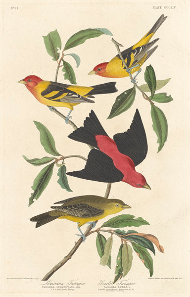 Louisiana Tanager and Scarlet Tanager by Robert Havell after John James Audubon (American, 1793 - 1878), 16X12"(A3)Poster Print