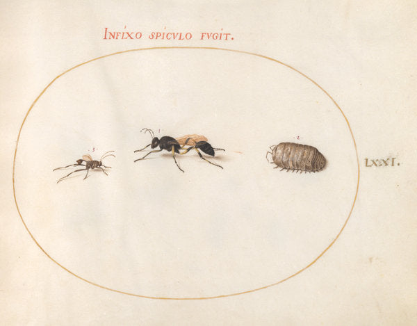 Animalia Rationalia et Insecta (Ignis):  Plate LXXI by Joris Hoefnagel (Flemish, 1542 - 1600), 16X12"(A3)Poster Print