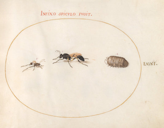 Animalia Rationalia et Insecta (Ignis):  Plate LXXI by Joris Hoefnagel (Flemish, 1542 - 1600), 16X12"(A3)Poster Print