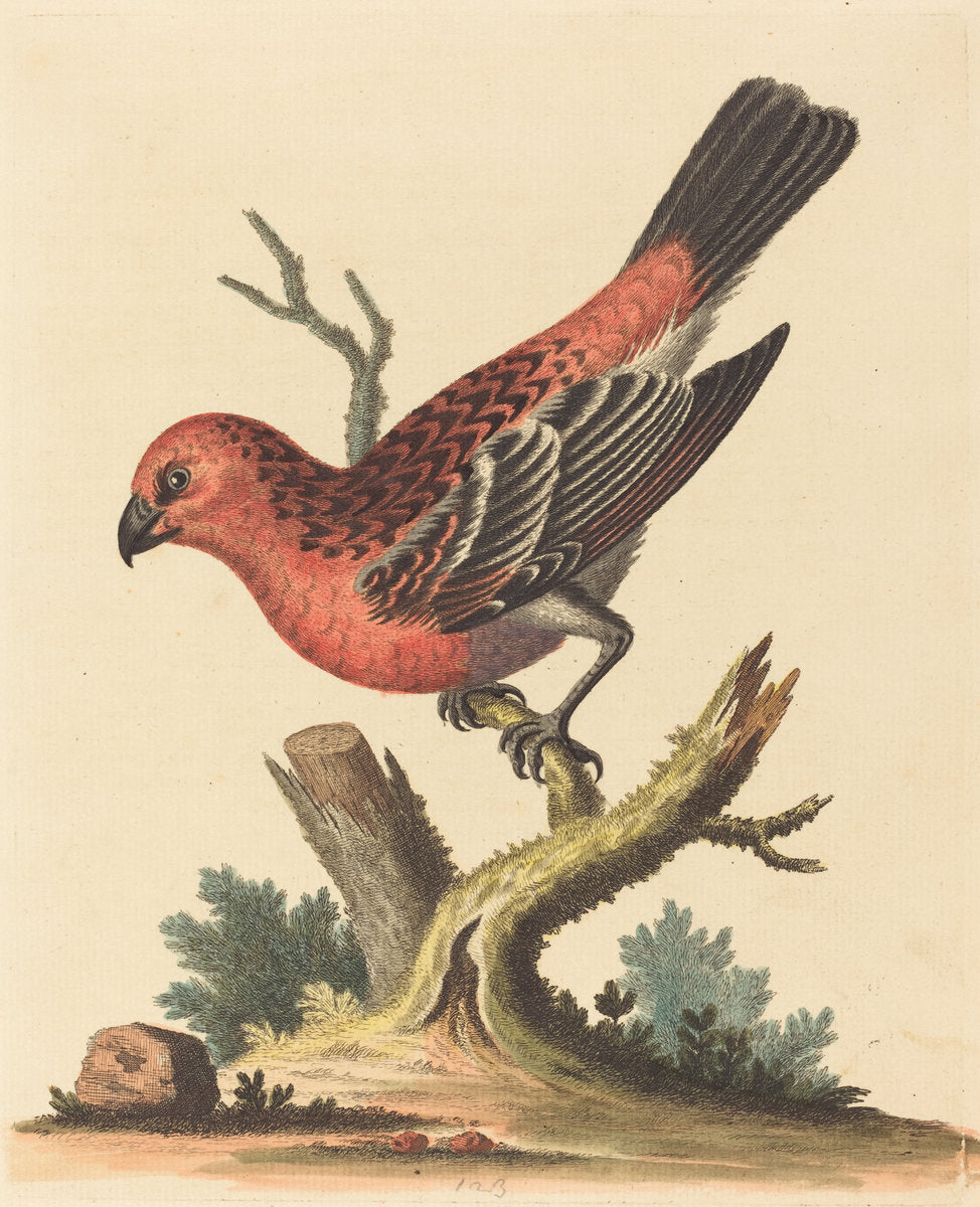 Red and Black Bird by George Edwards (English, 1694 - 1773), 16X12"(A3)Poster Print