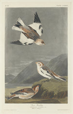 Snow Bunting by Robert Havell after John James Audubon (American, 1793 - 1878), 16X12"(A3)Poster Print