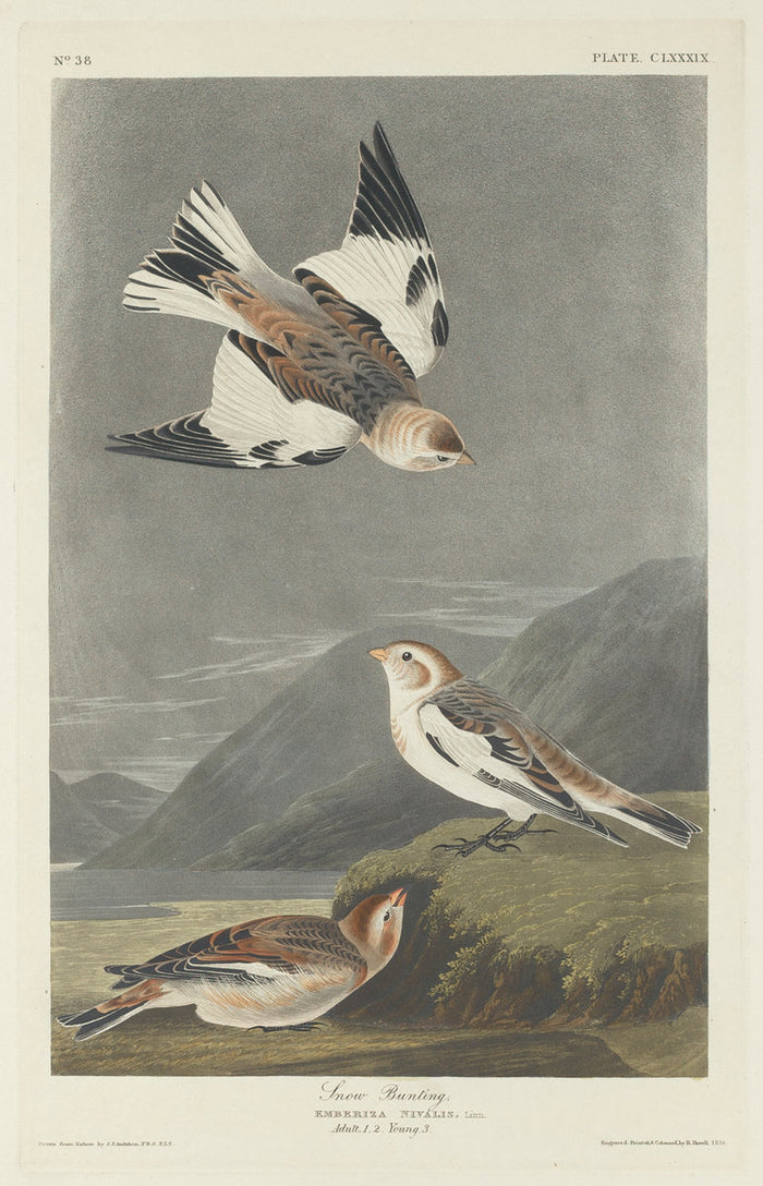 Snow Bunting by Robert Havell after John James Audubon (American, 1793 - 1878), 16X12