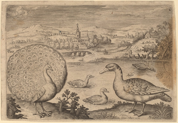 Birds, Avium Vivae Icones by Adriaen Collaert (Flemish, c. 1560 - 1618), 16X12"(A3)Poster Print