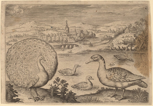 Birds, Avium Vivae Icones by Adriaen Collaert (Flemish, c. 1560 - 1618), 16X12"(A3)Poster Print