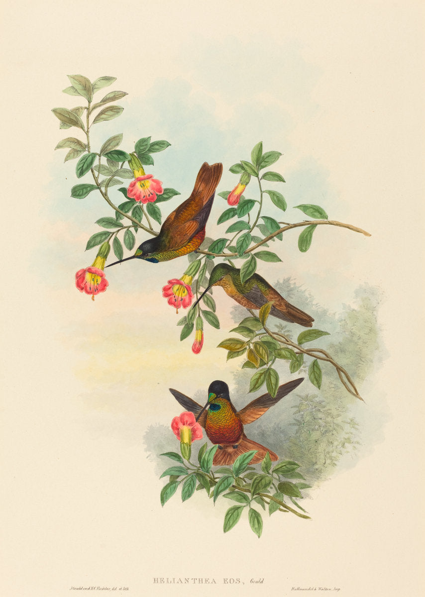 Helianthea eos (Golden Star-frontlet) by John Gould and H.C. Richter (British (?), active 1841 - active c. 1881), 16X12"(A3)Poster Print