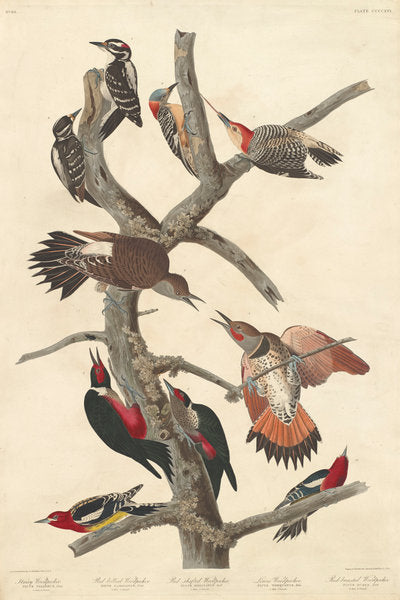 Hairy Woodpecker by Robert Havell after John James Audubon (American, 1793 - 1878), 16X12"(A3)Poster Print