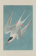 Roseate Tern by Robert Havell after John James Audubon (American, 1793 - 1878), 16X12"(A3)Poster Print