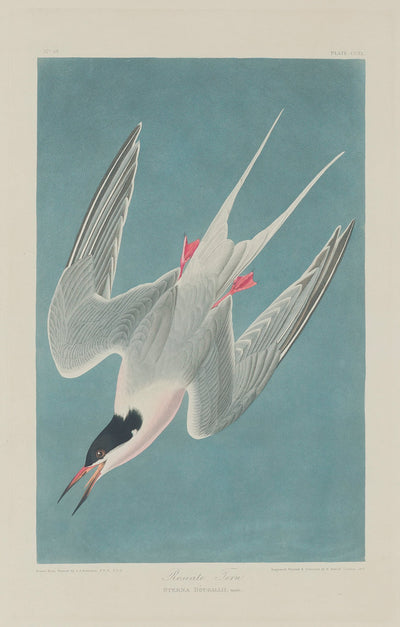 Roseate Tern by Robert Havell after John James Audubon (American, 1793 - 1878), 16X12"(A3)Poster Print