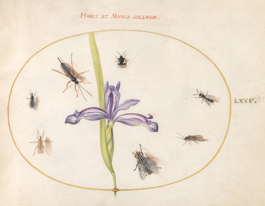 Animalia Rationalia et Insecta (Ignis):  Plate LXXV by Joris Hoefnagel (Flemish, 1542 - 1600), 16X12"(A3)Poster Print