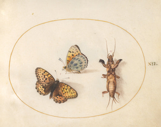 Animalia Rationalia et Insecta (Ignis):  Plate XII by Joris Hoefnagel (Flemish, 1542 - 1600), 16X12"(A3)Poster Print
