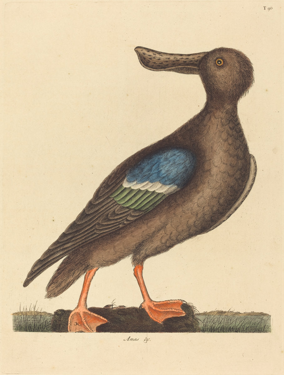 The Blue Winged Shoveler (Anas clypeata foemina) by Mark Catesby (English, 1679 - 1749), 16X12"(A3)Poster Print