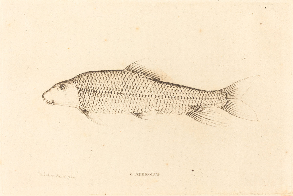 C. Aureolus by Charles Alexandre Lesueur (French, 1778 - 1846), 16X12"(A3)Poster Print