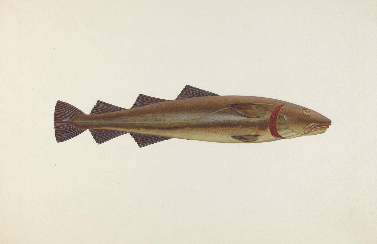 Sacred Cod by John W. Kelleher (American, active c. 1935), 16X12"(A3)Poster Print
